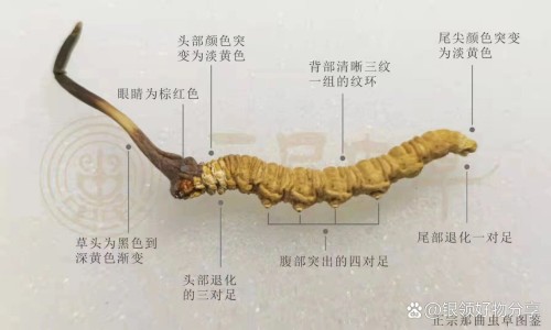 复方雪莲胶囊主治与功效-复方雪莲胶囊说明书网 :分享复方雪莲胶囊多少钱一盒-复方雪莲胶囊药物成份是什么知识